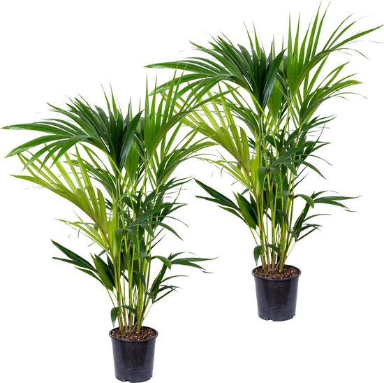 Kentia palm | Howea 'Forsteriana' per 2 stuks - Kamerplant in kwekerij ⌀19 cm - ↕90-100 cm