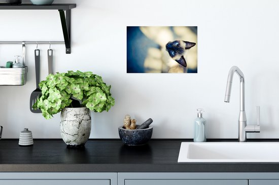 Un chat siamois d'en haut Poster 30x20 cm - petit - Tirage photo sur Poster (décoration murale salon / chambre) / Poster Animaux domestiques