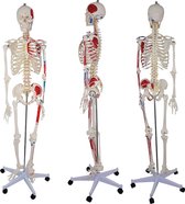 Het menselijk lichaam - anatomie model menselijk skelet met origo en insertie van spieren, 177 cm