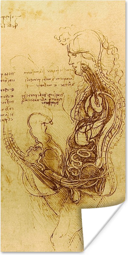 Poster De menselijke voortplanting - Leonardo da Vinci - 60x120 cm