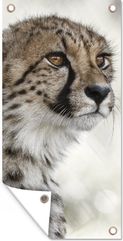 Tableau Déco Toile 40x40 Cm - Guépard Dans La Savane - Impression Allemande De Qualité