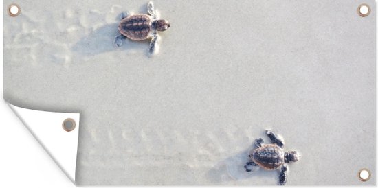 Little Live Pets Ripswirl LPU08100 Schattige schildpadden, interactief huisdier dat in het water drijft en zich op aarde beweegt als een echt dier, speelgoed voor jongens en meisjes vanaf 5 jaar