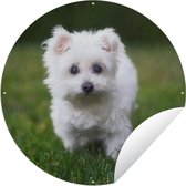 Tuincirkel Maltezer hond op een grasveld - 60x60 cm - Ronde Tuinposter - Buiten