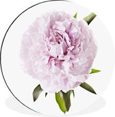 Vue de dessus d'une pivoine rose Cercle mural aluminium ⌀ 120 cm - tirage photo sur cercle mural / cercle vivant / cercle de jardin (décoration murale) XXL / Groot format!