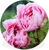 WallCircle - Cercle mural ⌀ 30 - Pivoines roses dans le jardin - Tableaux ronds salon - Plaque murale ronde - Cercle de Décoration murale - Décoration de chambre à l'intérieur - Cercle mural de Décoration murale - Accessoires de maison