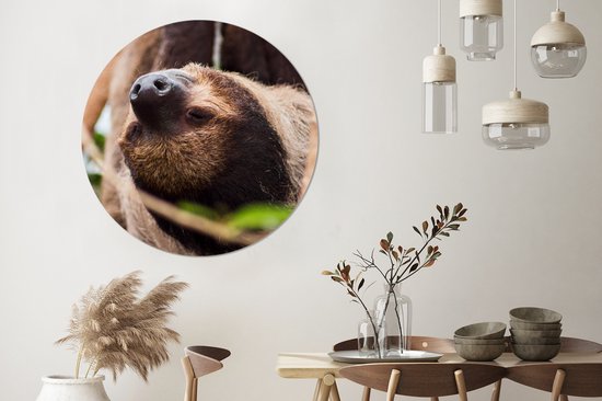WallCircle - Wall Circle - Wall Circle Indoor - A Sloth Up Close Hanging Upside Down - 140x140 cm - Décoration murale - Peintures Ronds