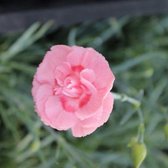 6x Dianthus Plumarius ‘Doris’ - Grasanjer - Pot 9x9 cm