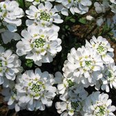 6x Iberis sempervirens ‘Schneeflocke’ - Scheefkelk - Pot 9x9 cm