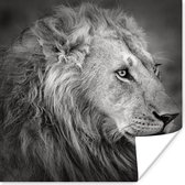 Poster Lion kenyan papier 100x100 cm - Tirage photo sur Poster (décoration murale salon / chambre) / Poster Animaux sauvages