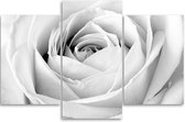 Trend24 - Peinture sur toile - Rose Witte - Triptyque - Fleurs - 120x80x2 cm - Zwart