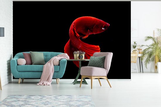 Papier peint photo peint photo vinyle - Poisson combattant siamois rouge sur fond noir largeur 600 cm x hauteur 400 cm - Tirage photo sur papier peint (disponible en 7 tailles)