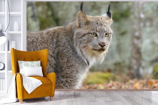 Papier peint - Papier Papier peint photo Lynx - Forêt - Grijs - Largeur 330 cm x Hauteur 220 cm