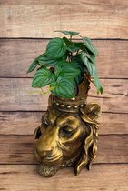 Bloempot - Leeuw - Gouden Leeuwenkop Met Kroon - Decoratief Figuur- Stijlvol - Bloemenvaas - Decoratieve Accessoires - Woonaccessoires - Goud - Vintage Look - Hoogte 29 Cm