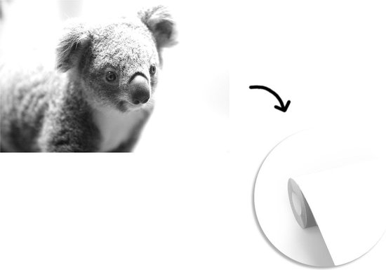 Papier peint - Papiers Papier peint photo Un gros plan d'un koala - noir et  blanc 