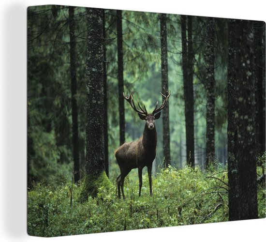 Cerf élaphe dans la forêt Toile 120x80 cm - Tirage photo sur toile (Décoration murale salon / chambre) / Peintures sur toile Animaux