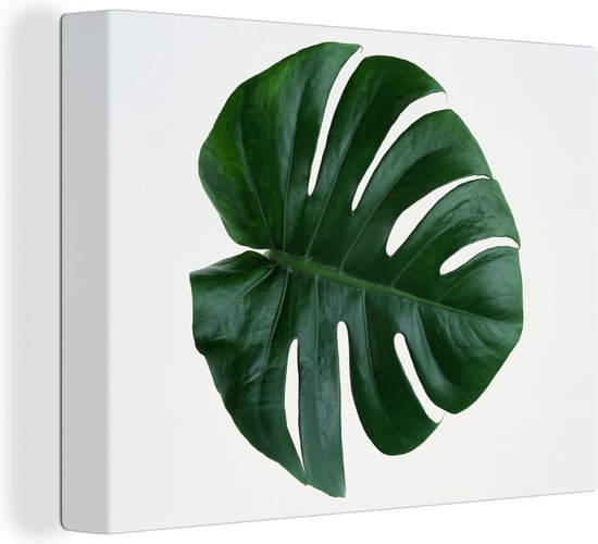 Gatenplant blad botanisch Canvas 120x80 cm - Foto print op Canvas schilderij (Wanddecoratie)