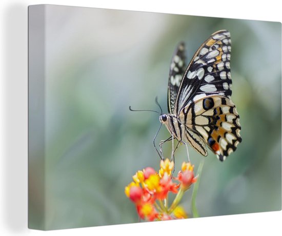Canvas Schilderij Pages vlinder op bloem - Wanddecoratie
