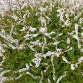 3x Persicaria amplexicaulis 'White Eastfield' - Adderwortel - Pot 9x9 cm
