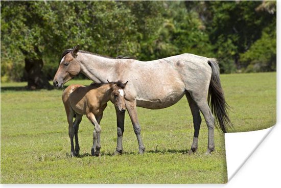 Poster Paarden - Gras - Schaduw - 30x20 cm