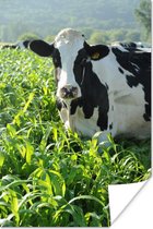 Een Friese koe tussen het hoge groene gras Poster 20x30 cm - klein - Foto print op Poster (wanddecoratie woonkamer / slaapkamer) / Boerderijdieren Poster