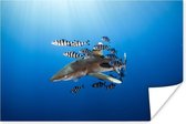 Poster Requin avec poisson 150x75 cm - Tirage photo sur Poster (décoration murale salon / chambre) / Poster Animaux