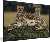 Fotolijst incl. Poster - Drie cheetahs op de savanne - 60x40 cm - Posterlijst