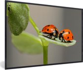Fotolijst incl. Poster - Twee lieveheersbeestjes op blad - 120x80 cm - Posterlijst