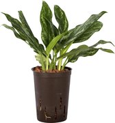 Plant in hydrocultuur systeem van Botanicly: Aglaonema met weinig onderhoud – Hoogte: 35 cm – Aglaonema commutatum Splash