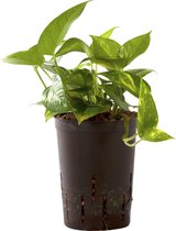 Plant in hydrocultuur systeem van Botanicly: Epipremnum pinatum Aureum met weinig onderhoud – Hoogte: 5 cm