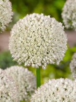 100x Allium 'Ping pong'  bloembollen met bloeigarantie