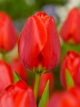 100x Tulpen 'Apeldoorn'  bloembollen met bloeigarantie