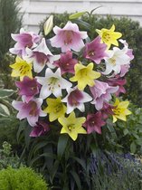30x Lelies 'Longiflorum gemengd'  bloembollen met bloeigarantie