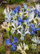 500x Iris 'Iris reticulata gemengd'  bloembollen met bloeigarantie