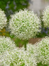 20x Allium 'Mount everest'  bloembollen met bloeigarantie