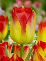 45x Tulpen 'Suncatcher'  bloembollen met bloeigarantie