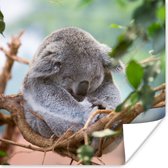 Poster Koala - Takken - Slapen - Kinderen - Jongens - Meiden - 100x100 cm XXL