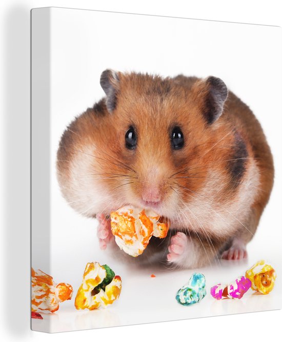 Tableau sur toile Hamster mange de la nourriture colorée - 50x50