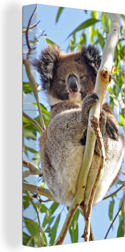 Tableau sur Toile Koala - Feuilles - Ciel - Enfants - Garçons - Meiden - 40x80 cm - Décoration murale