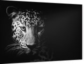 Luipaard op zwarte achtergrond - Foto op Dibond - 90 x 60 cm