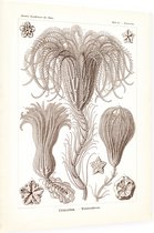 Pentacrinus - Crinoidea (Kunstformen der Natur), Ernst Haeckel - Foto op Dibond - 30 x 40 cm