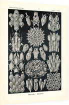 Flustra - Bryozoa (Kunstformen der Natur), Ernst Haeckel - Foto op Dibond - 30 x 40 cm