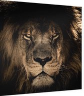 Leeuw op zwarte achtergrond - Foto op Dibond - 40 x 40 cm