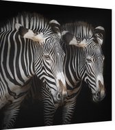 Zebra koppel op zwarte achtergrond - Foto op Dibond - 80 x 80 cm