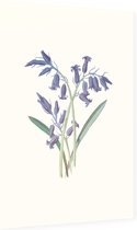 Hyacinthus (Hyacinth) - Foto op Dibond - 60 x 90 cm