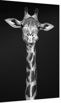 Giraffe op zwarte achtergrond - Foto op Dibond - 60 x 90 cm