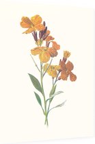 Muurbloempje (Wallflower) - Foto op Dibond - 60 x 80 cm