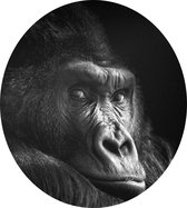 Gorilla op zwarte achtergrond - Foto op Dibond - ⌀ 60 cm