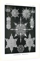 Dorataspis - Acanthophracta (Kunstformen der Natur), Ernst Haeckel - Foto op Dibond - 30 x 40 cm