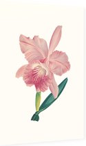 Orchidee Aquarel 3 (Orchid) - Foto op Dibond - 60 x 90 cm
