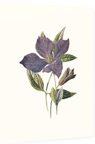 Clematis (Purple Clematis White) - Foto op Dibond - 60 x 80 cm